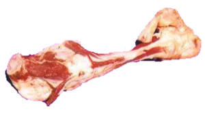 Bone PNG-46831